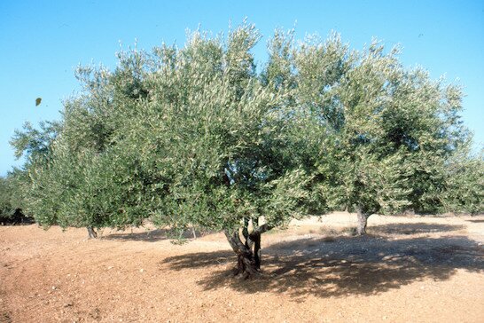 olijfboom
